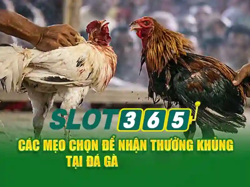 Khuyến mãi và cách tham gia Khuyến mãi và cách tham gia