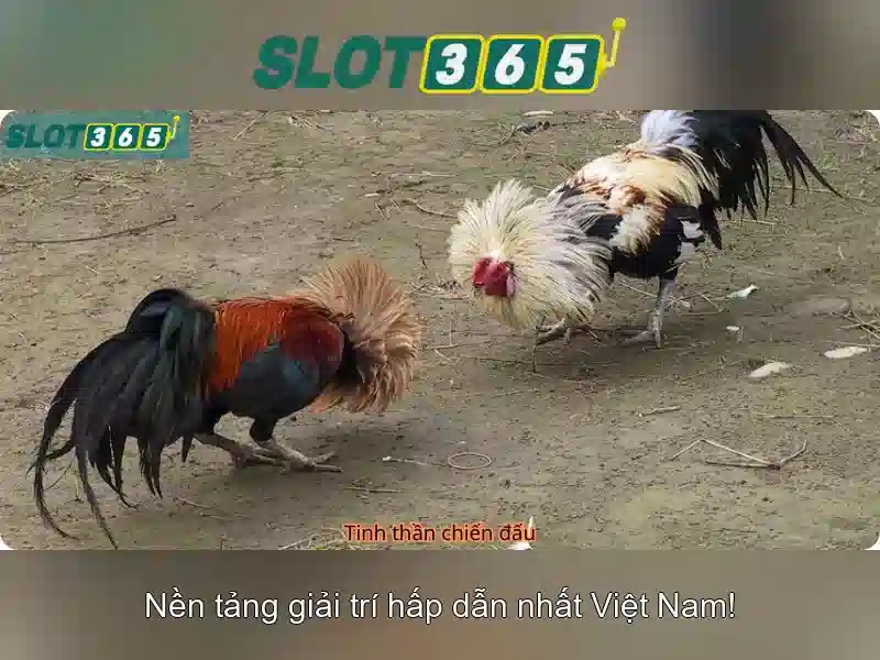 slot365 com1 – Tổng quan và trải nghiệm game slot365